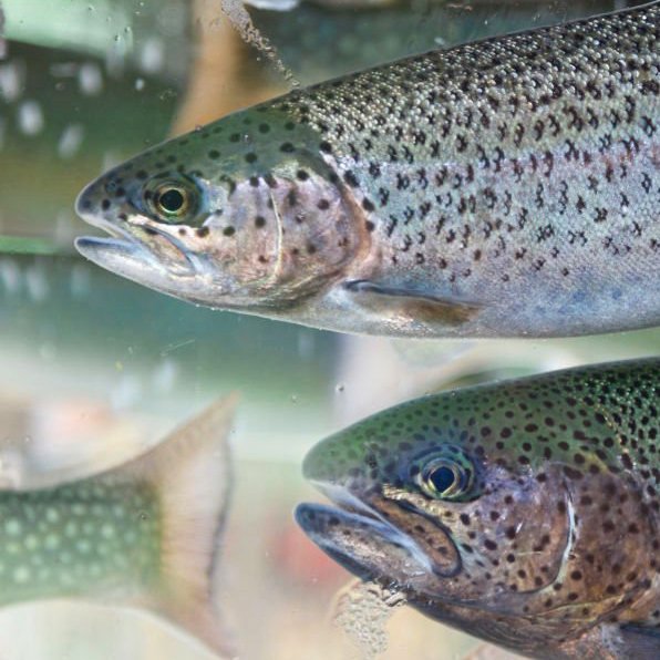 Trout and salmon - red fish behind glass aquarium.